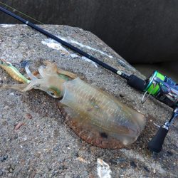 アオリイカ大きくなってきました！